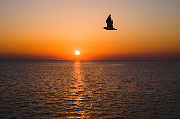 sunset, bird, sea, open sea, greece, eagean, gull, flying