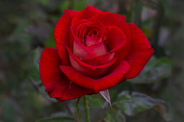 Red rose with a few water drops in front of blurred green leaves