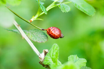 wild, rose, flower, fruit