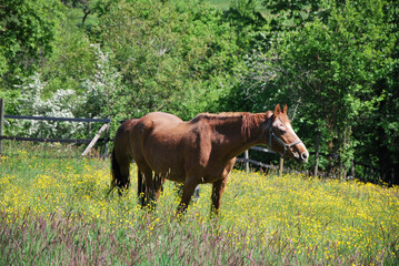 Fototapeta na wymiar Horse in the nature