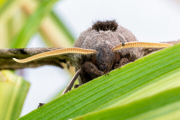 Eyed hawk moth, smerinthus ocellatus