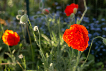 Red blooming poppy. Forget-me-nots in the background.