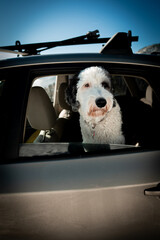 dog in car