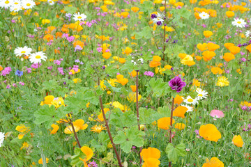 flower field in the nature withe colorful summer flowers