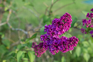 Branch of violet deer with green leaves
