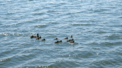 ducks on the beach