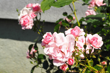 branch with pink rosebuds against the background of the wall of a gray house on a sunny day