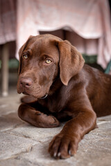 Brown labrador puppy. Chocolate dog.