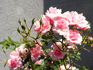 branch with pink rosebuds against the background of the wall of a gray house on a sunny day