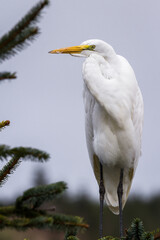 The great egret - Ardea alba