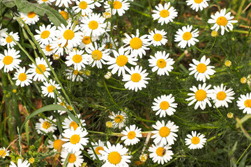 Fototapeta premium many white and yellow daisies in the garden top view. small white flowers
