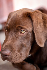 Portrait of a dog. Brown labrador Chocolate, a rare color.