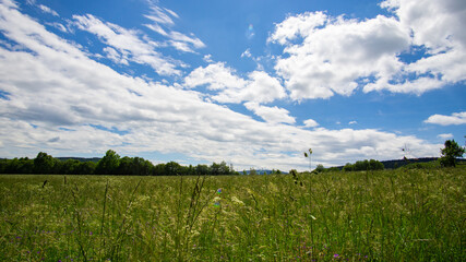 Obraz premium Sommerwiese