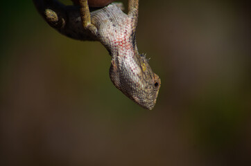 chameleon  on a tree branch.