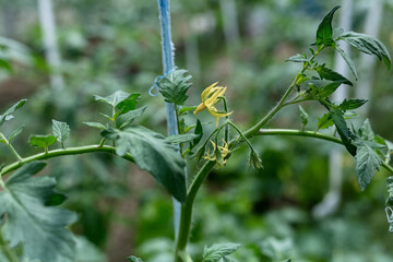 Plants grow in a greenhouse. Tomatoes, cucumbers and peppers.