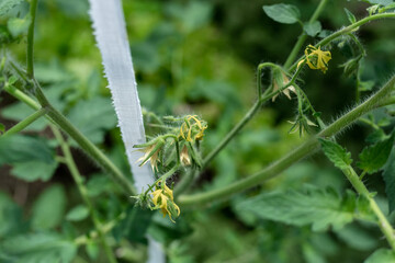 Plants grow in a greenhouse. Tomatoes, cucumbers and peppers.