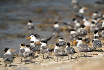 Greater Crested Tern at Busaiteen coast, Bahrain