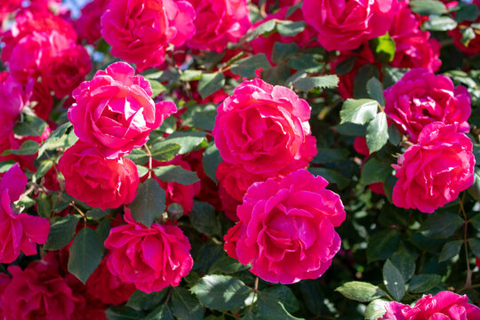 A bush of bright raspberry roses on an early sunny morning.