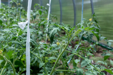 Plants grow in a greenhouse. Tomatoes, cucumbers and peppers.