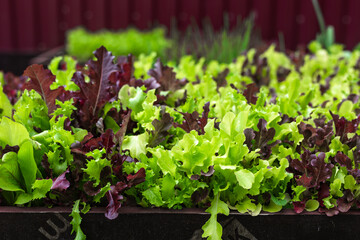 Juicy salad in the garden