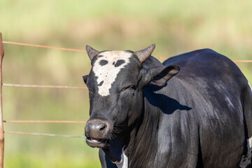 Naklejka na ściany i meble Portrait Ox bull black animal livestock
