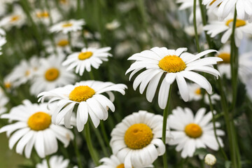 White, large daisies in the garden.