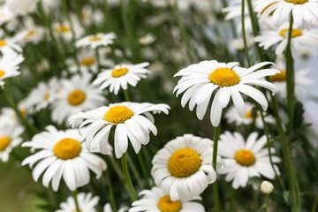 White, large daisies in the garden.