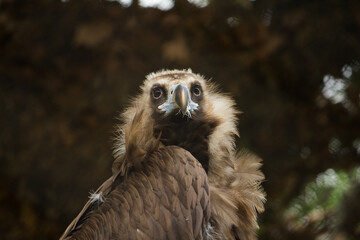 Black, monk or Eurasian black vulture predatory bird