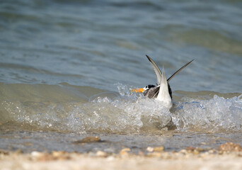 Greater Crested Tern bathing during hightide at Buasiteen coast, Bahrain