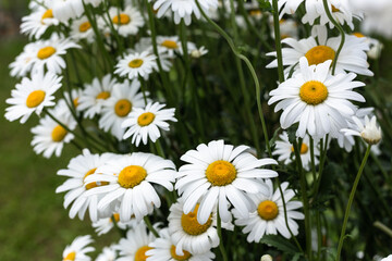 White, large daisies in the garden.