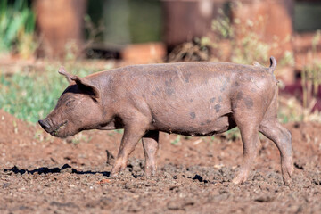 Pig walking through pasture on the farm