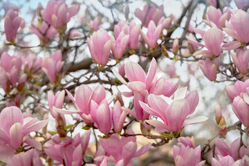 Fototapeta premium Spring floral background with magnolia flowers. The sky is blue.