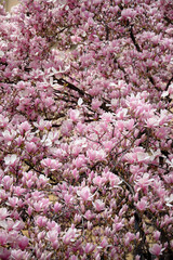A beautiful photograph of a flower-strewn magnolia tree.