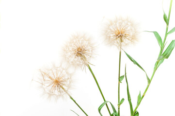 White dandelions inflorescence on white background. Concept for festive background or for project. Hello Summer.