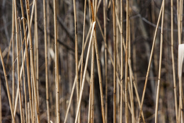 reeds in the wind