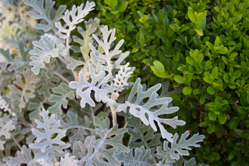 Cineraria on the background