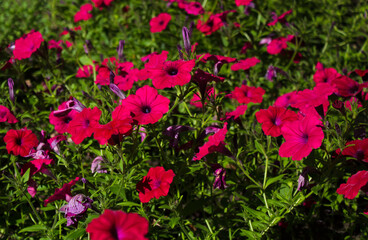 Fototapeta premium red Petunia on the background