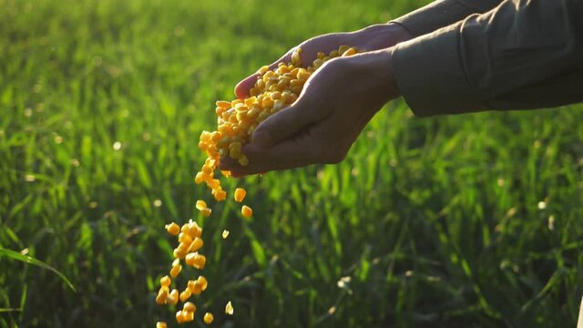 corn seed in farmer hands, agriculture. farmer holding maize harvest, green background. cereal plant grown for its grain, maixe field, corn harvest, Agriculture corn farm harvest. Golden corn growing