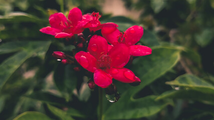 Fototapeta premium red hibiscus flower