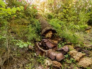 Dead palm tree laying on the ground in old abandoned park in Spain