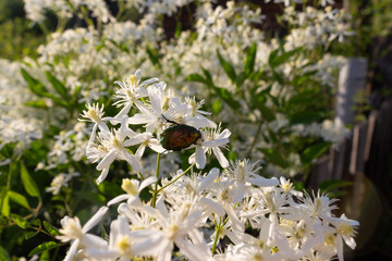 Bronze green beetle on white clematis flowers on a sunny summer day.