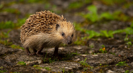 An Hedgehog looking for food in my backyard garden, Povoa de Lanhoso, Portugal.