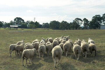 Obraz premium sheep in the field