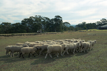 Fototapeta premium sheep in the field