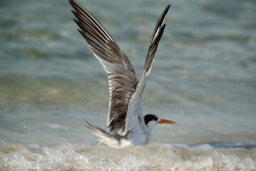 Greater Crested Tern raising its wings to fly, Bahrain