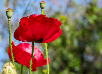 Blooming red poppy against the sky.