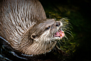 Asian short clawd otter in the wetlends