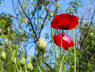 Blooming red poppy against the sky.