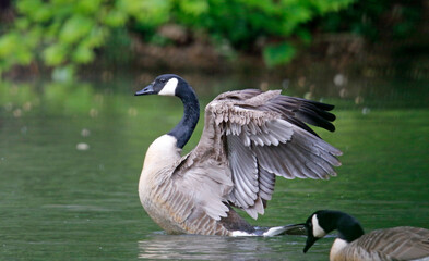Canada goose preparing for take off from the lake