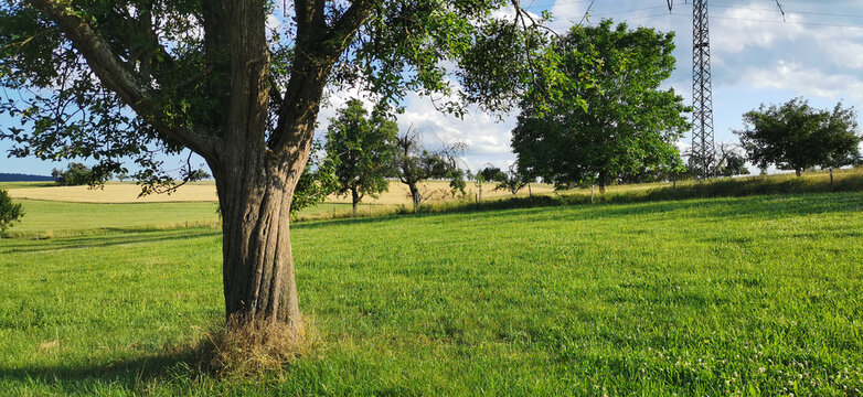 Streuobstwiese mit Apfelbaum vor grüner Wiese und Strommast im Hintergrund